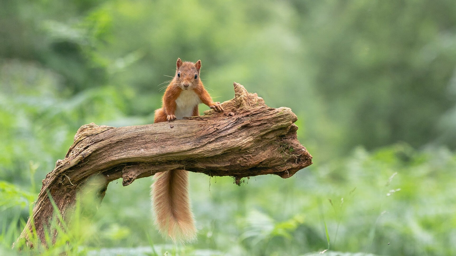 开云体育app-战术教科书！广厦精密拆解森林狼，英格拉姆末节封神定乾坤